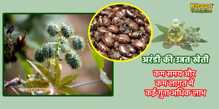 अरंडी की उन्नत खेती: कम समय और कम लागत में कई गुना अधिक लाभ